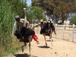 Ostrich-race: kurvtagningen