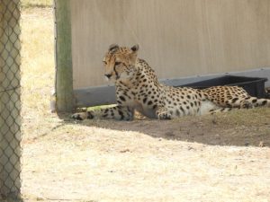 Cheetah